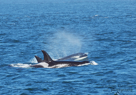 Killer whale