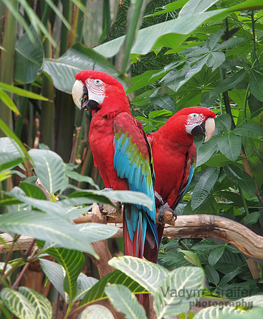 Green Winged Macaws (Ara chloropterus)
