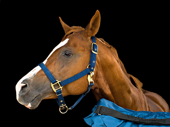 Portrait of a horse