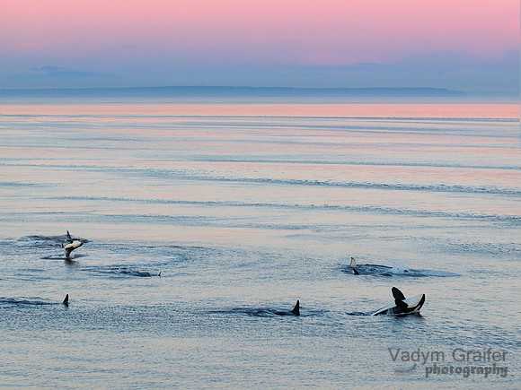 Killer whales at the sunset