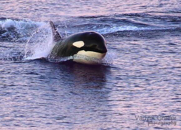 Killer whale breach