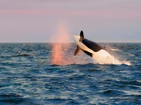 Killer whale breach