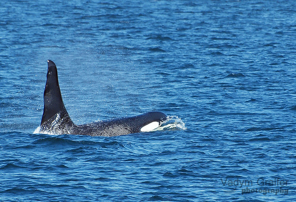 Killer whale
