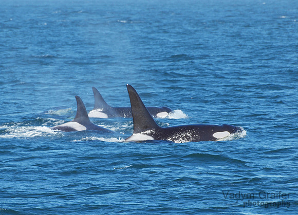 Killer whales