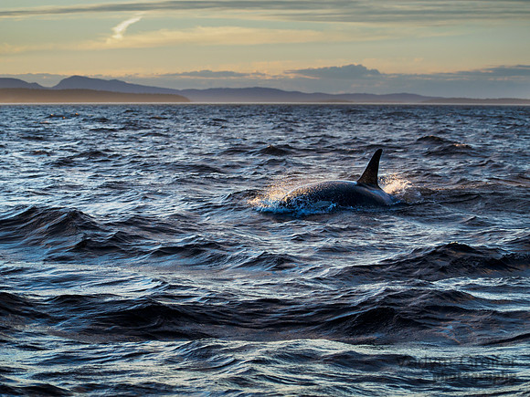 Killer whale