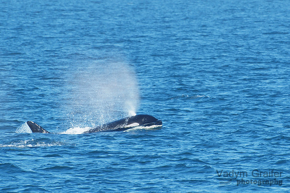 Killer whale