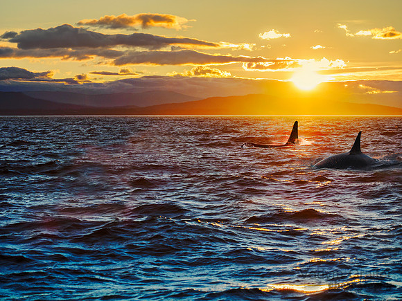 Killer whales at the sunset